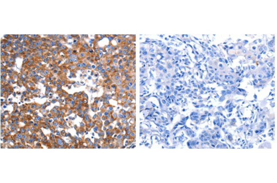 IMMT Antibody from Signalway Antibody (31090) - Antibodies.com