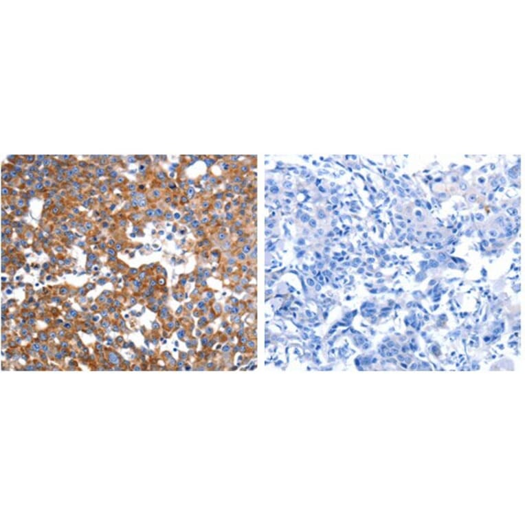 IMMT Antibody from Signalway Antibody (31090) - Antibodies.com