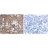 IMMT Antibody from Signalway Antibody (31090) - Antibodies.com