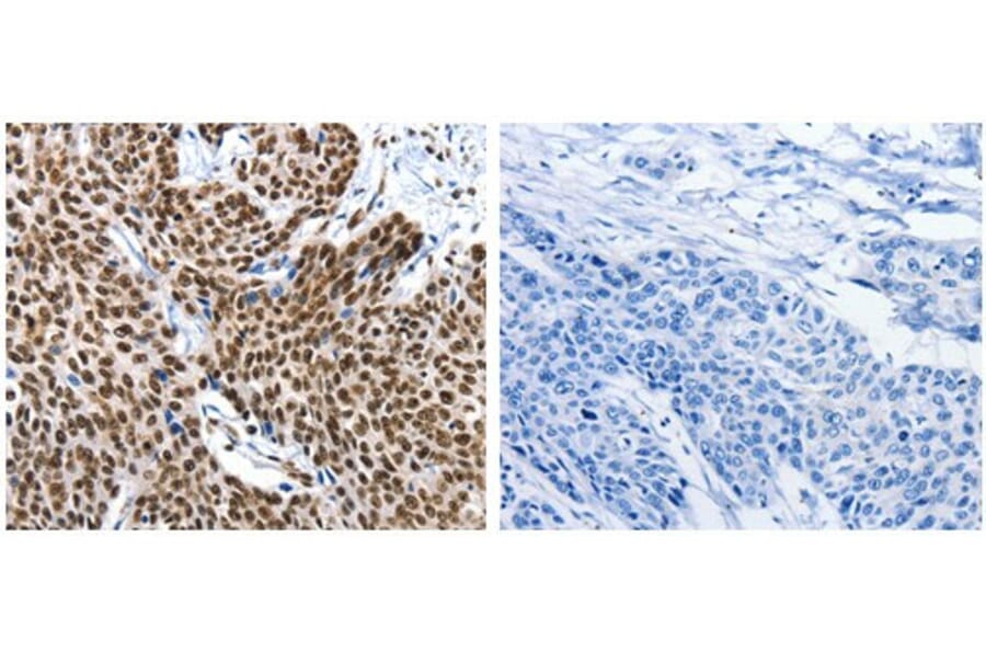 KLK7 Antibody from Signalway Antibody (31093) - Antibodies.com