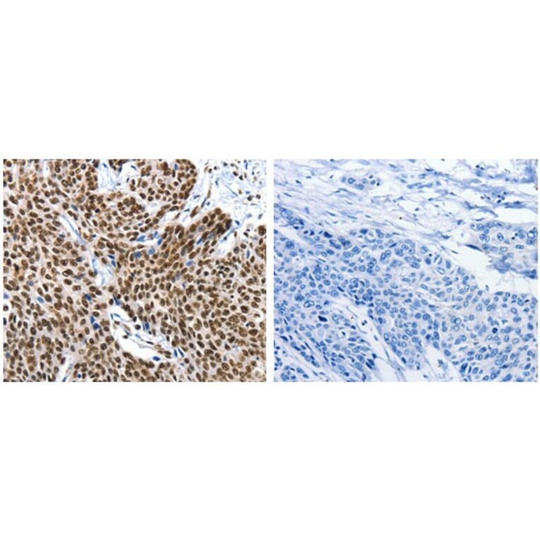 KLK7 Antibody from Signalway Antibody (31093) - Antibodies.com