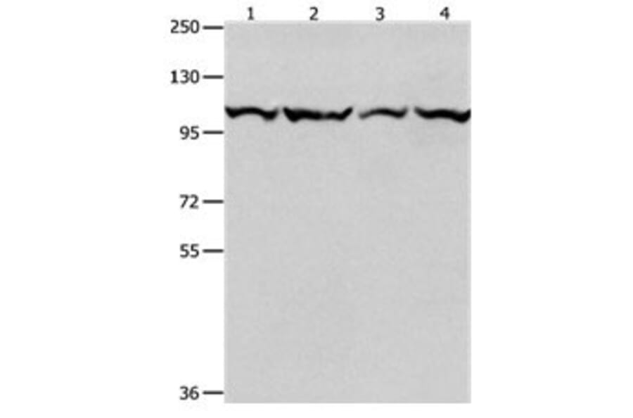 MCM3 Antibody from Signalway Antibody (31099) - Antibodies.com