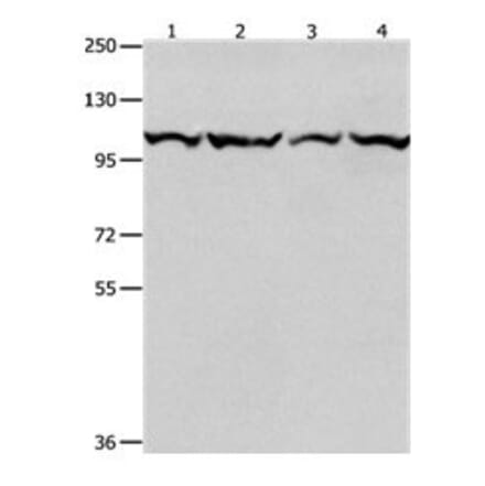 MCM3 Antibody from Signalway Antibody (31099) - Antibodies.com