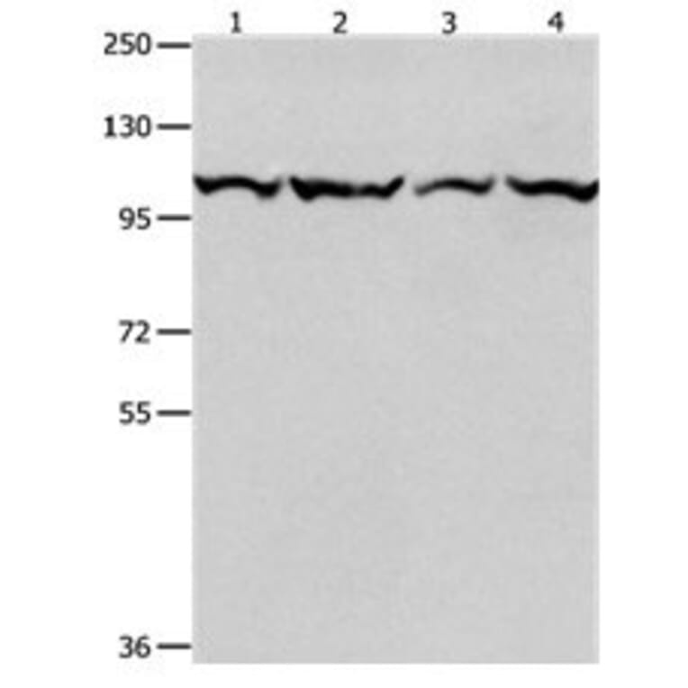 MCM3 Antibody from Signalway Antibody (31099) - Antibodies.com