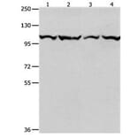 MCM3 Antibody from Signalway Antibody (31099) - Antibodies.com
