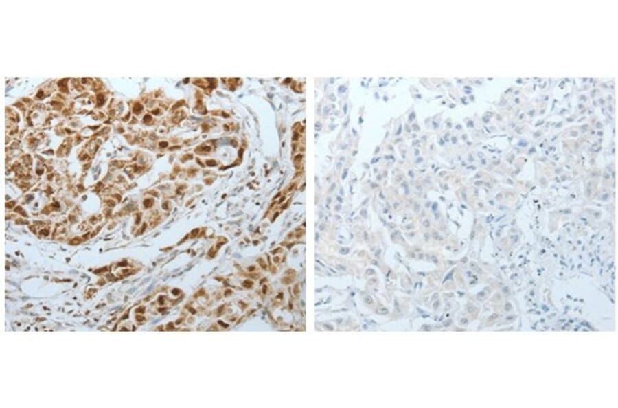 MCM3 Antibody from Signalway Antibody (31099) - Antibodies.com