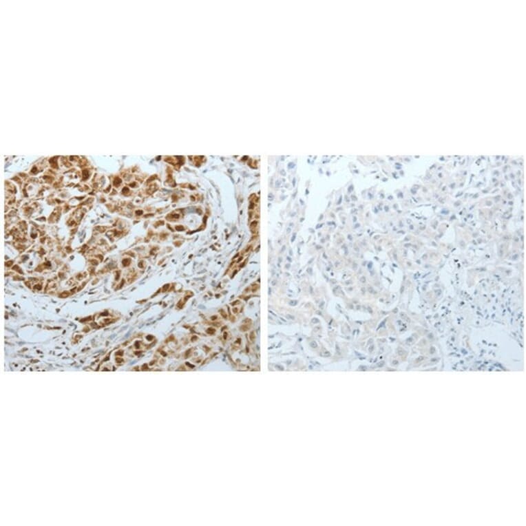 MCM3 Antibody from Signalway Antibody (31099) - Antibodies.com