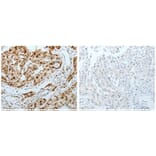 MCM3 Antibody from Signalway Antibody (31099) - Antibodies.com