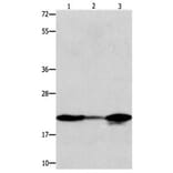 NME1 Antibody from Signalway Antibody (31103) - Antibodies.com