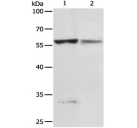 PRCP Antibody from Signalway Antibody (31116) - Antibodies.com