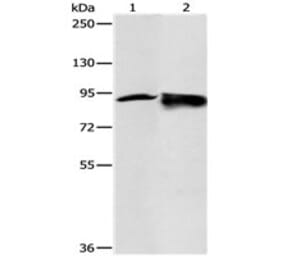RRM1 Antibody from Signalway Antibody (31118) - Antibodies.com