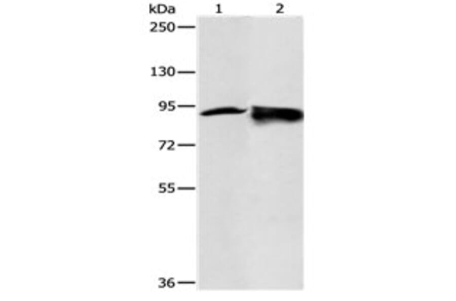 RRM1 Antibody from Signalway Antibody (31118) - Antibodies.com