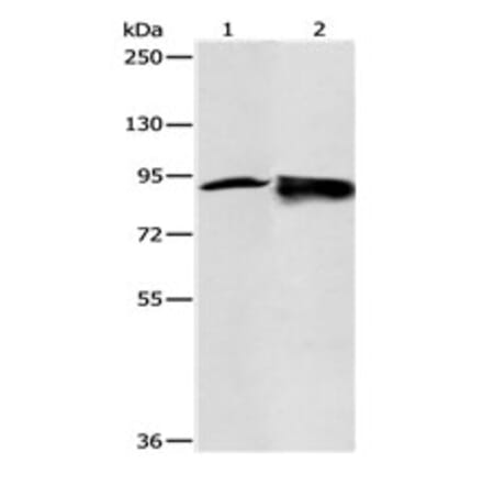 RRM1 Antibody from Signalway Antibody (31118) - Antibodies.com