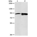 RRM1 Antibody from Signalway Antibody (31118) - Antibodies.com