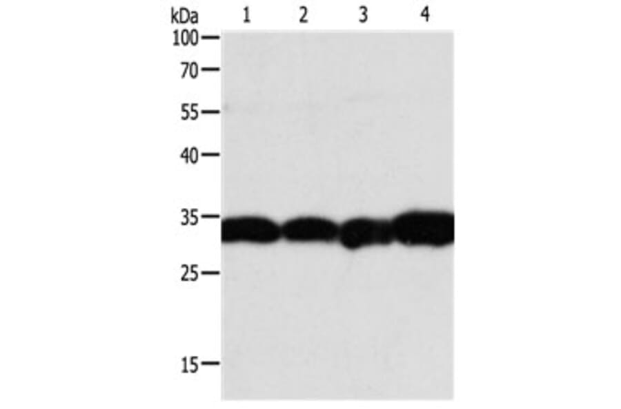 NAPA Antibody from Signalway Antibody (31126) - Antibodies.com