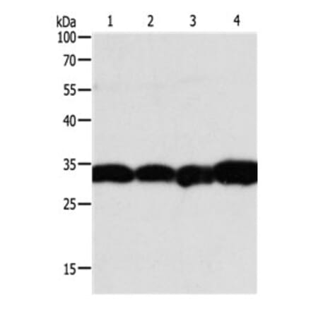 NAPA Antibody from Signalway Antibody (31126) - Antibodies.com