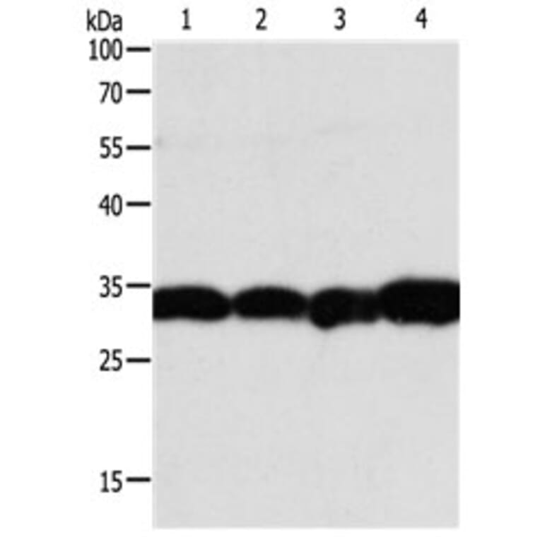 NAPA Antibody from Signalway Antibody (31126) - Antibodies.com