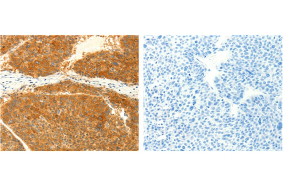 NAPA Antibody from Signalway Antibody (31126) - Antibodies.com