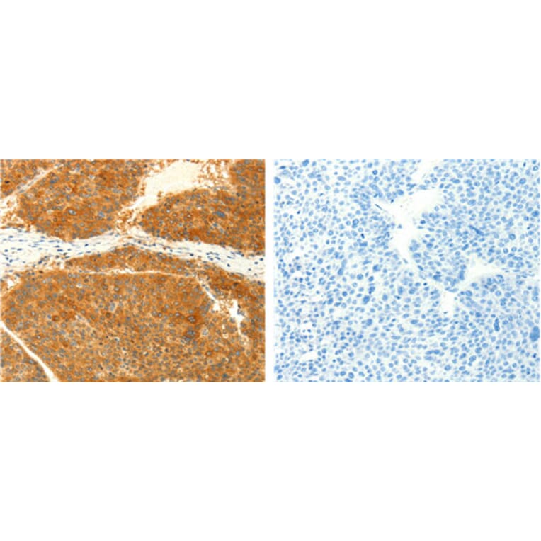 NAPA Antibody from Signalway Antibody (31126) - Antibodies.com