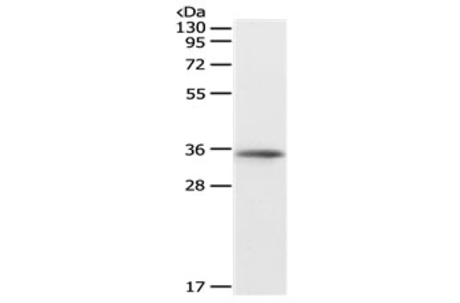 SOX2 Antibody from Signalway Antibody (31128) - Antibodies.com