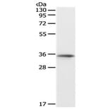 SOX2 Antibody from Signalway Antibody (31128) - Antibodies.com
