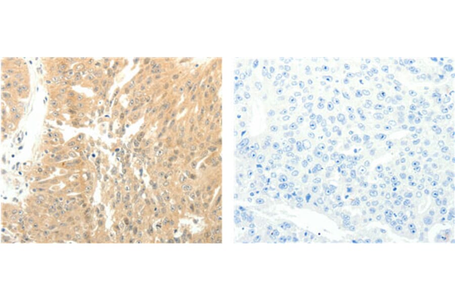 SOX2 Antibody from Signalway Antibody (31128) - Antibodies.com
