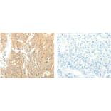 SOX2 Antibody from Signalway Antibody (31128) - Antibodies.com