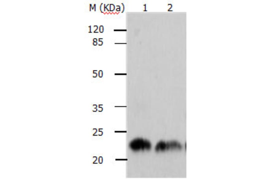 ARF1 Antibody from Signalway Antibody (31145) - Antibodies.com