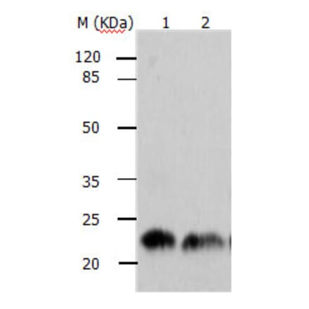 ARF1 Antibody from Signalway Antibody (31145) - Antibodies.com