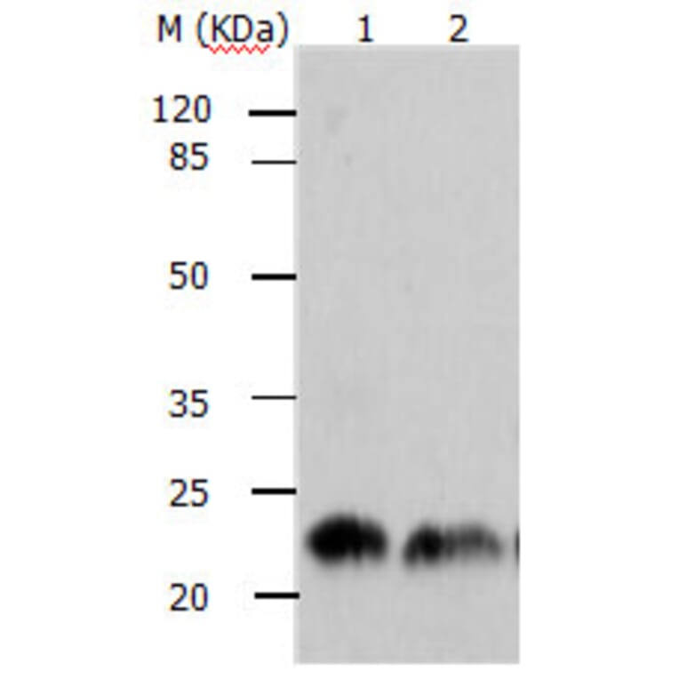 ARF1 Antibody from Signalway Antibody (31145) - Antibodies.com