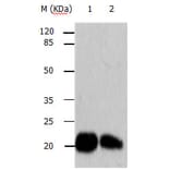 ARF6 Antibody from Signalway Antibody (31146) - Antibodies.com