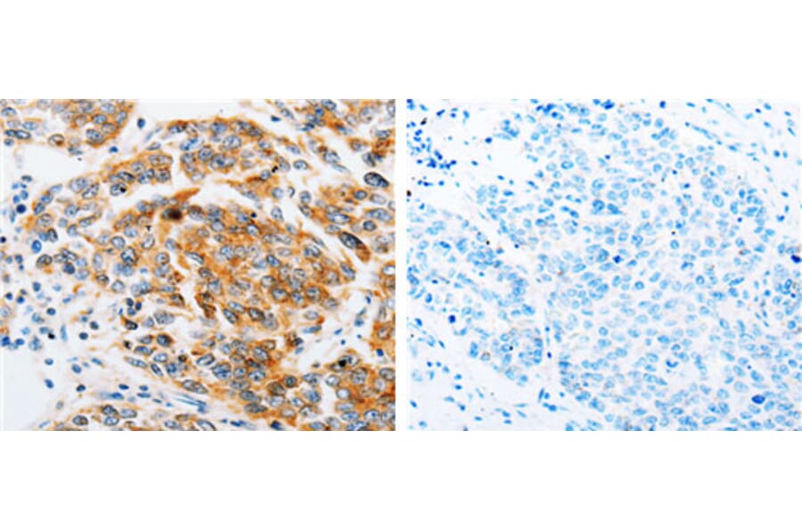 ARF6 Antibody from Signalway Antibody (31146) - Antibodies.com