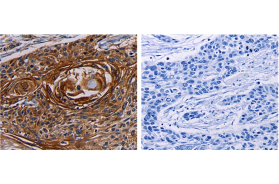 FGF7 Antibody from Signalway Antibody (31162) - Antibodies.com