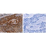 FGF7 Antibody from Signalway Antibody (31162) - Antibodies.com