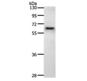 CDC6 Antibody from Signalway Antibody (31169) - Antibodies.com