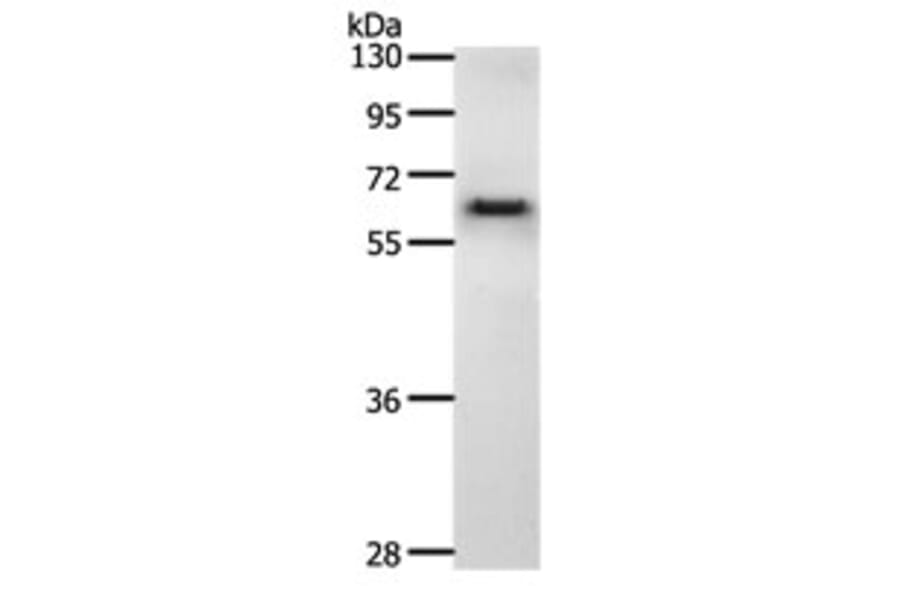 CDC6 Antibody from Signalway Antibody (31169) - Antibodies.com