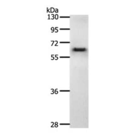 CDC6 Antibody from Signalway Antibody (31169) - Antibodies.com
