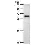 CDC6 Antibody from Signalway Antibody (31169) - Antibodies.com