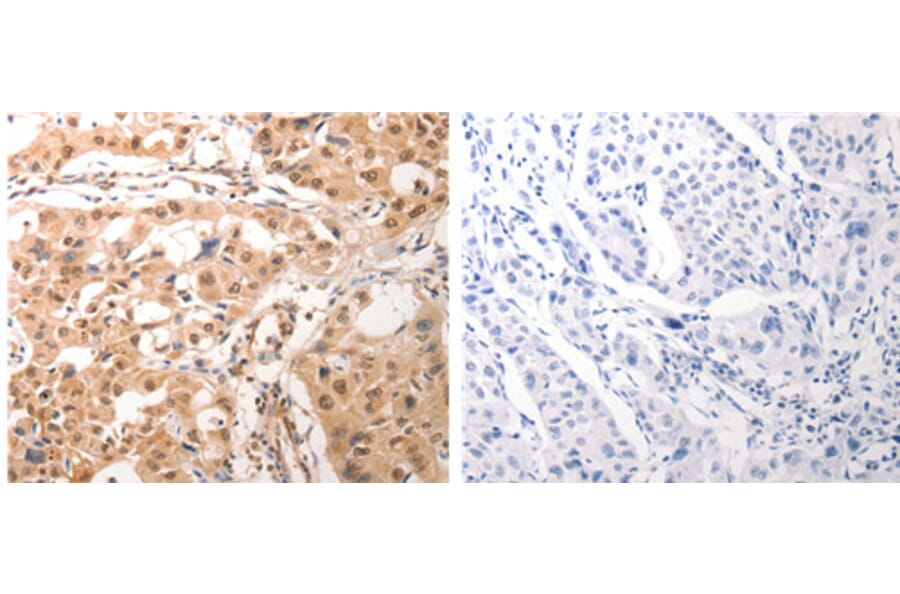 CDC6 Antibody from Signalway Antibody (31169) - Antibodies.com