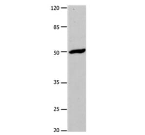 DRD1 Antibody from Signalway Antibody (31180) - Antibodies.com