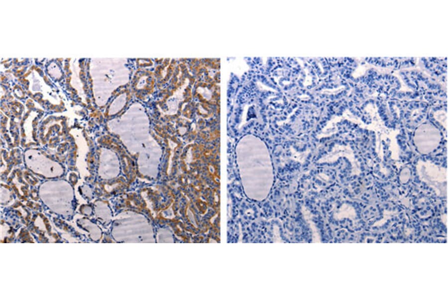 DRD1 Antibody from Signalway Antibody (31180) - Antibodies.com