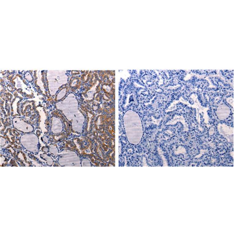 DRD1 Antibody from Signalway Antibody (31180) - Antibodies.com