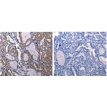 DRD1 Antibody from Signalway Antibody (31180) - Antibodies.com