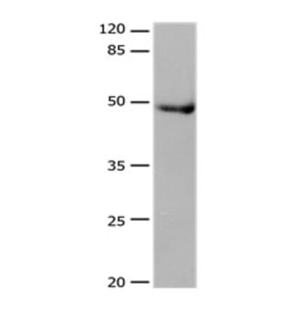 DRD4 Antibody from Signalway Antibody (31181) - Antibodies.com