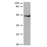 DRD4 Antibody from Signalway Antibody (31181) - Antibodies.com