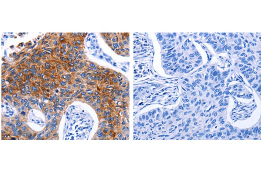 DRD4 Antibody from Signalway Antibody (31181) - Antibodies.com