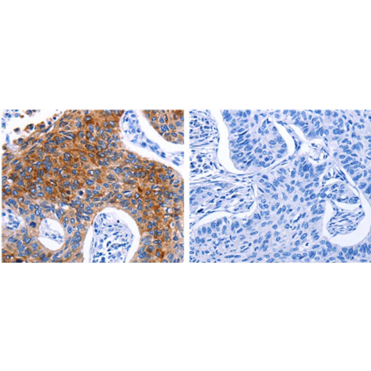 DRD4 Antibody from Signalway Antibody (31181) - Antibodies.com