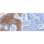 DRD4 Antibody from Signalway Antibody (31181) - Antibodies.com