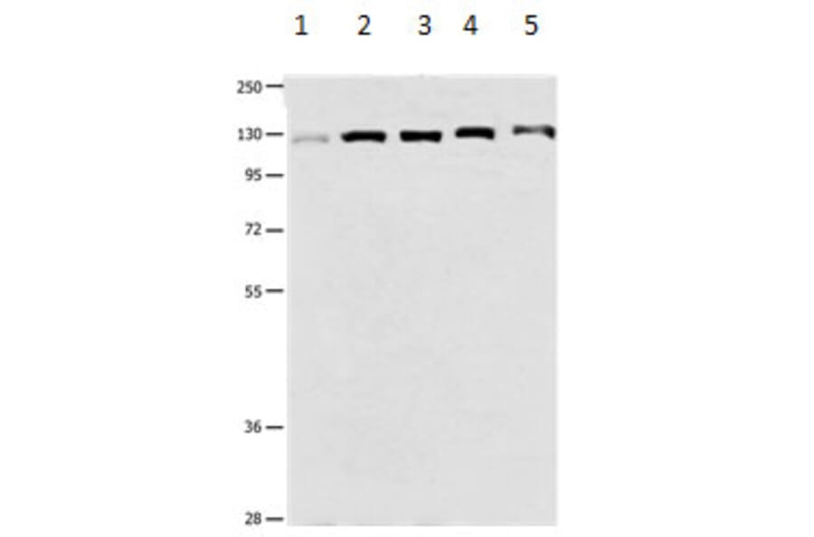 DDB1 Antibody from Signalway Antibody (31182) - Antibodies.com