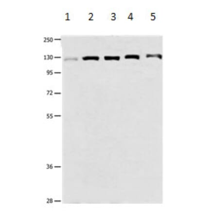 DDB1 Antibody from Signalway Antibody (31182) - Antibodies.com